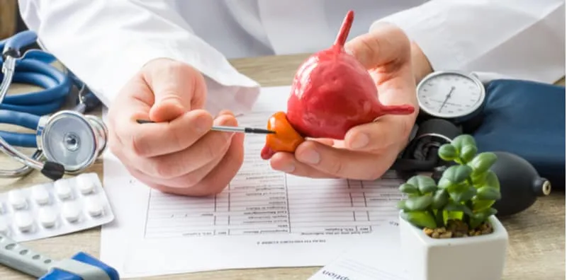 Doctor pointing at an anatomical model of the prostate gland